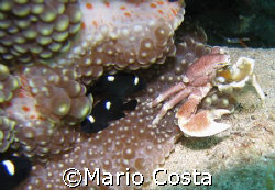 Porcelain Crab in anemone - Flic en Flac/Mauritius by Mario Costa 